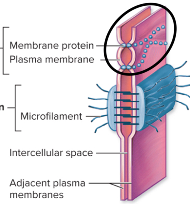 <ul><li><p>located near the apical surface</p></li><li><p>Form a seal between cells by forming their plasma membranes </p></li><li><p>Prevent substances from passing between from passing between epithelial cells </p></li><li><p>Makes them move through cells instead of between them </p></li><li><p>Each rivet is a transmembrane protein </p></li></ul>