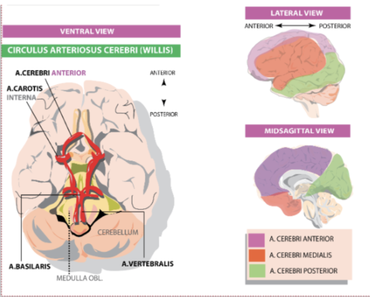 <p>Where does the basilar artery come from? It joins with the carotid to form what structure?</p>