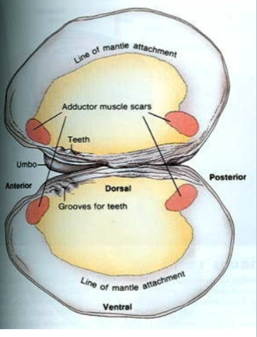 <p>Phylum Mollusca: Bivalvia Shell</p>