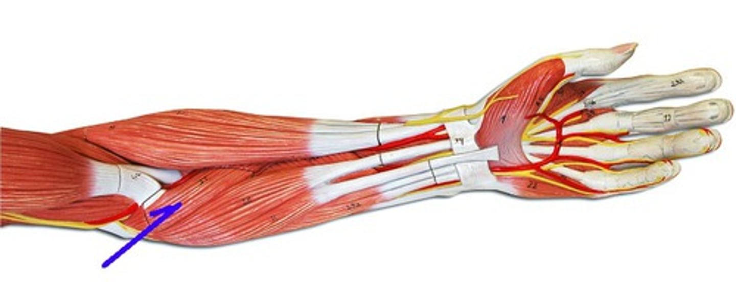 <p>pronates forearm</p>