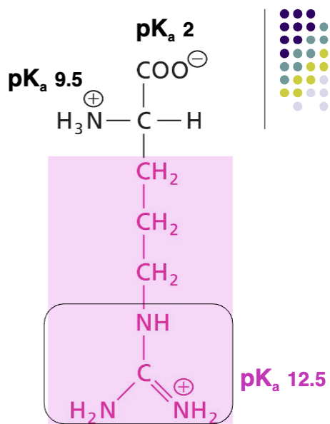<p>Positively charged R at pH 7, basic AA, never deprotonated, very polar, H-bond donor</p>