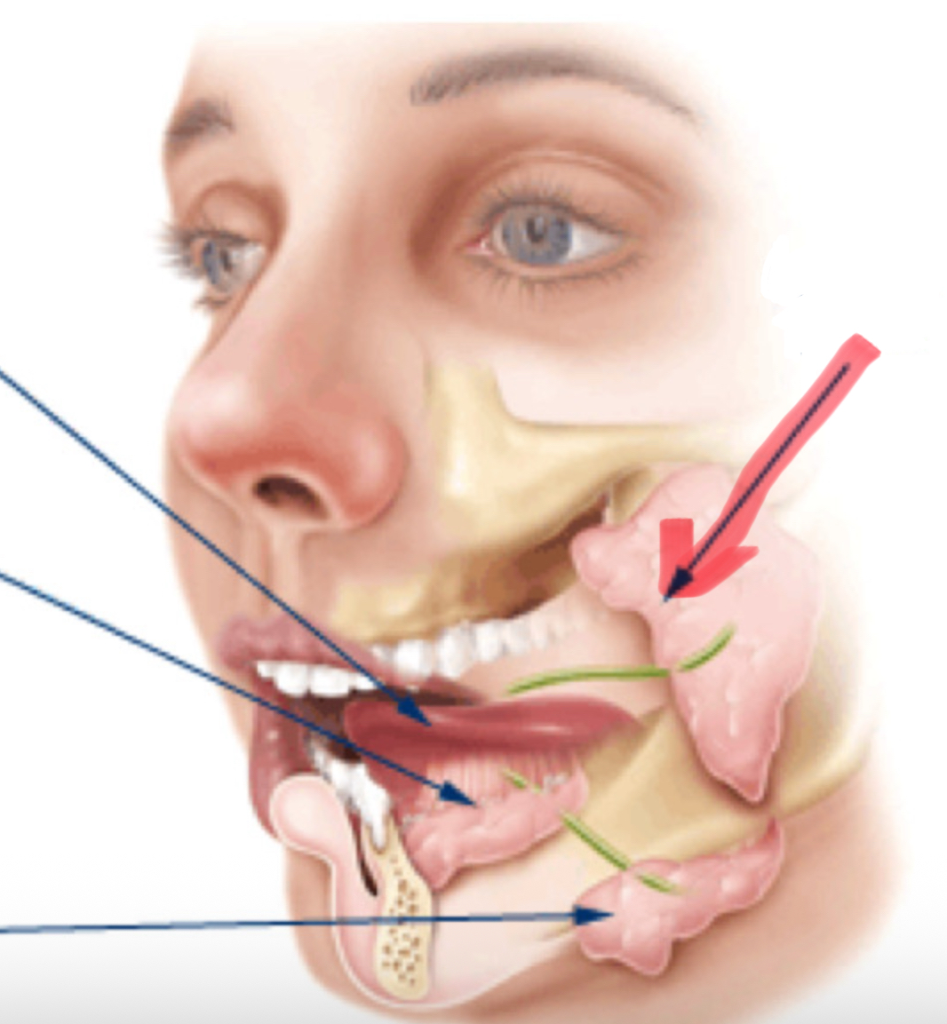 <p>Latijnse benaming voor oorspeekselklier</p>