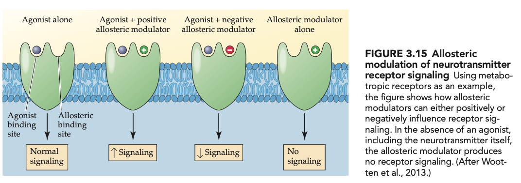 <ul><li><p>bind to allosteric sites + modify (positively or negatively) the effects of an agonist&nbsp;</p></li><li><p>have potential for treating psychiatric + neurological disorders&nbsp;</p></li></ul><p></p>