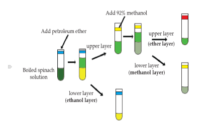 <ol><li><p>petroleum was added to the ethanol extract</p></li><li><p>inverted it</p></li><li><p>allowed for the ethanol and petroleum to separate in two layers</p><p>ethanol: lower layer, yellow due to carotene(placed in the blue tube</p><p>petroleum ether: upper layer, green due to chlorophyll</p></li><li><p>add methanol to another tube and extract the chlorophyll a+b </p></li><li><p>Red tube(petrolume) chlorophyll a </p></li><li><p>Yellow tube(methonal) chlorophyll b</p></li></ol><p></p>