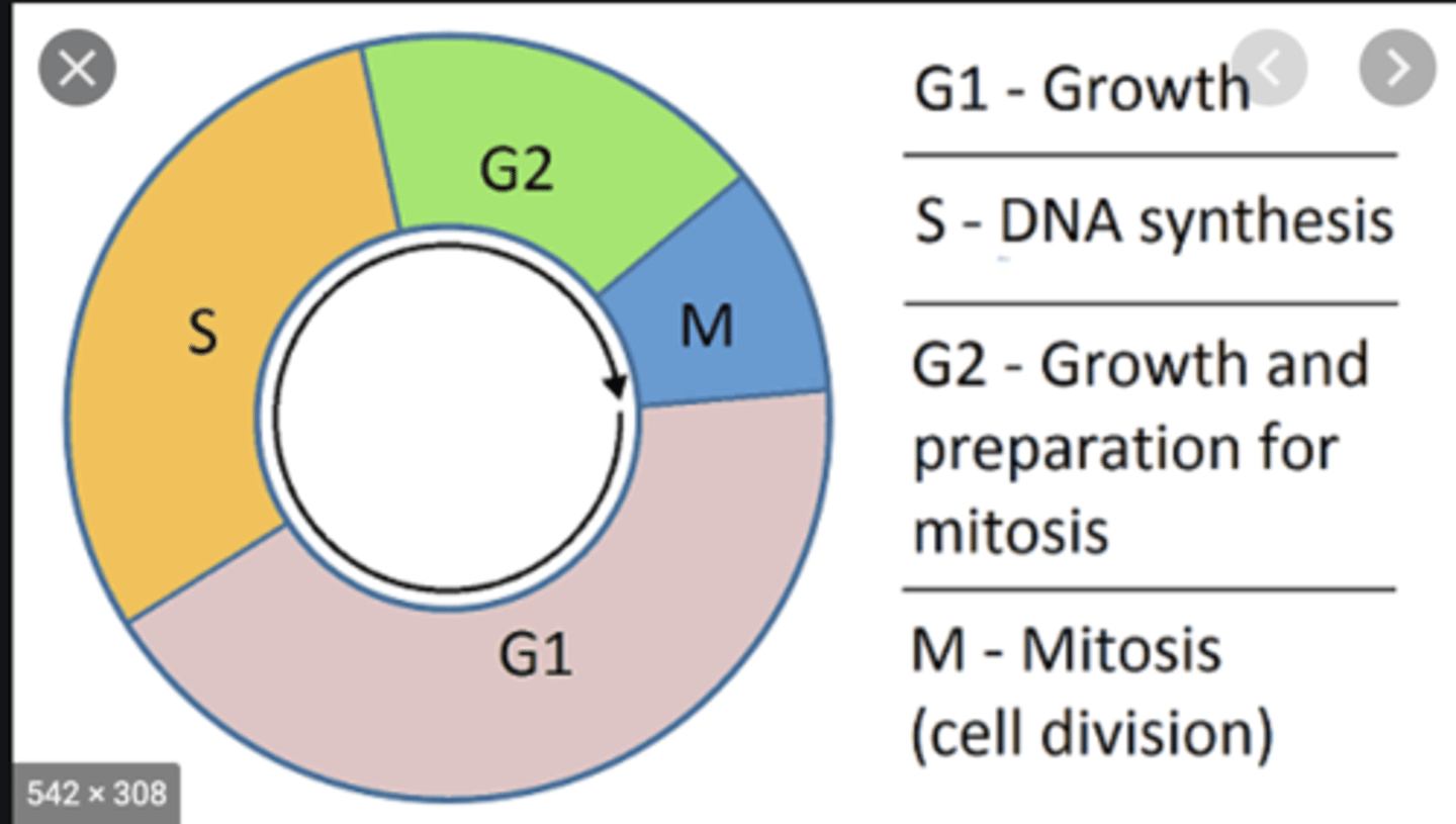 <p>- 2nd gap phase</p><p>- cell is making final preparations for division</p><p>- chromosome condensing, shorter, thicker due to excessive coiling of chromatids</p><p>- centrioles replicate and move to opposite ends of the cell</p>