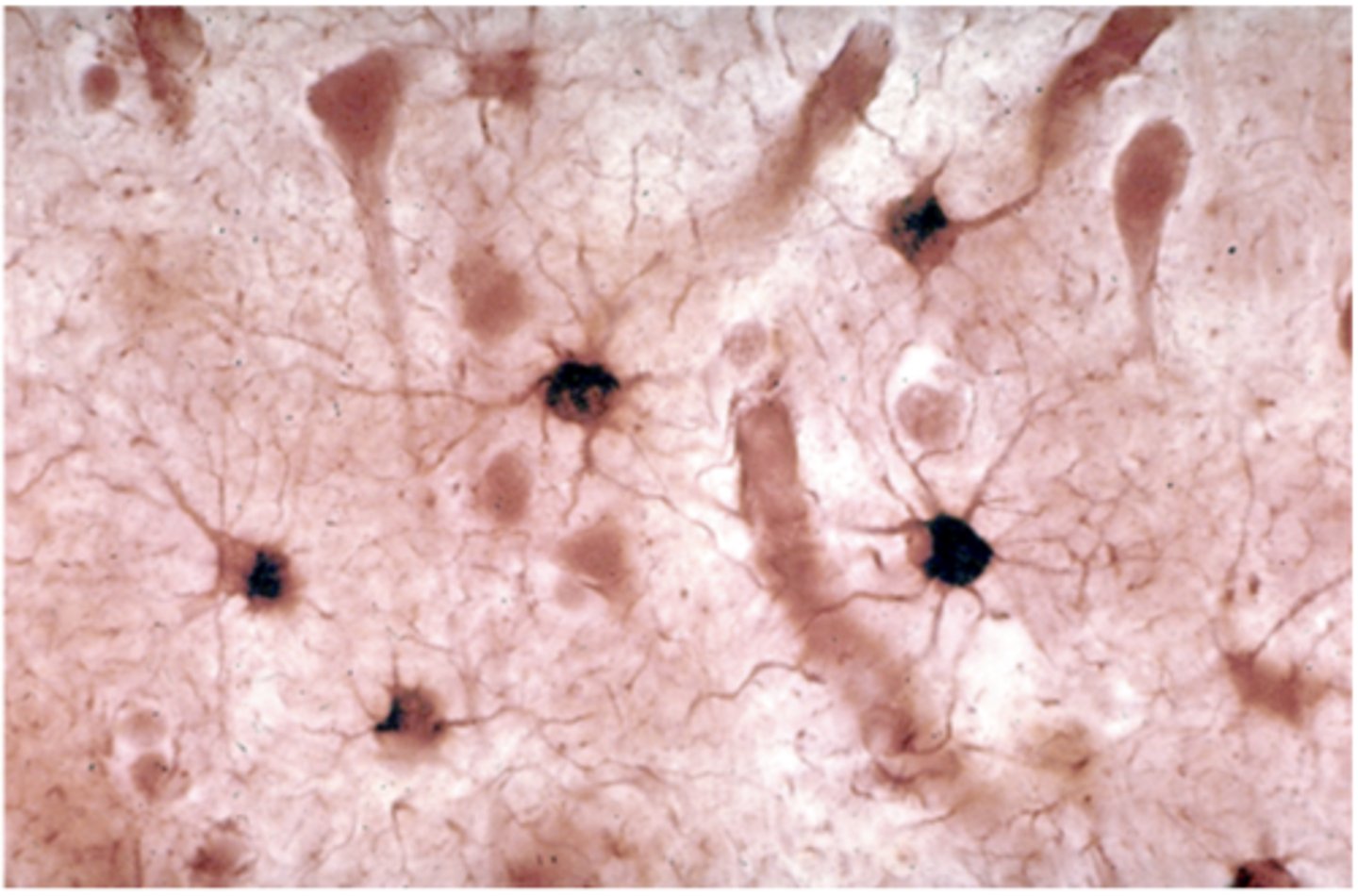 <p>Identify the cell</p>