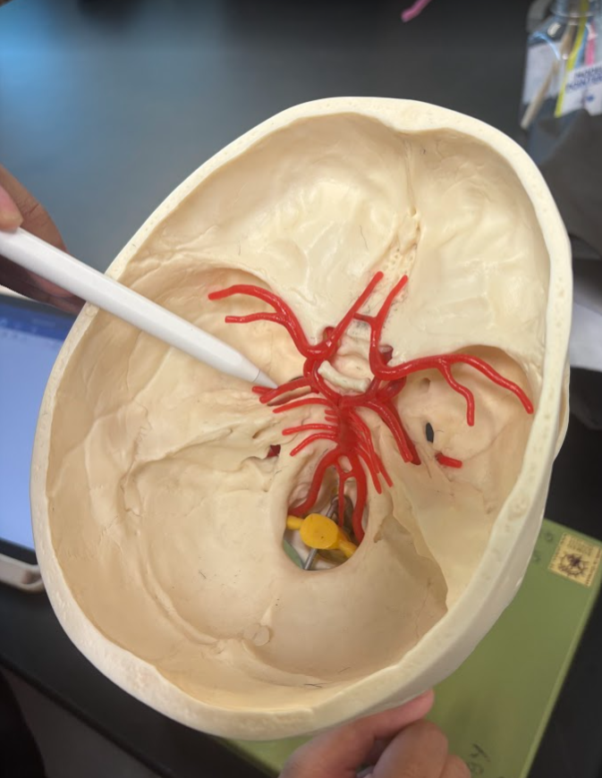 <p>Posterior cerebral artery</p>