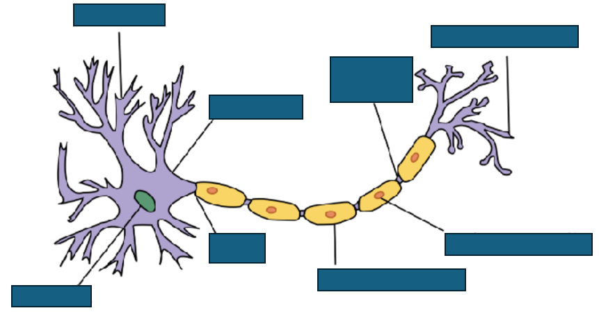 <p>general neuron structure</p>