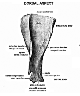 <p>spine extends up to dorsal border an distinctly triangular</p>