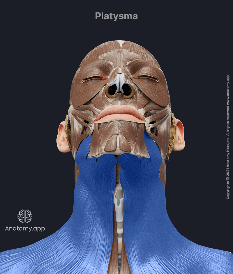 drawing the skin around the lower part of your mouth down or out