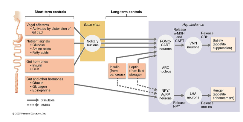 <ul><li><p>Temperature: cold activates hunger</p></li><li><p>Stress: depends on individual</p></li><li><p>Psychological factors</p></li><li><p>Adenovirus infections</p></li><li><p>Sleep deprivation</p></li><li><p>Composition of gut bacteria</p></li></ul><p></p>