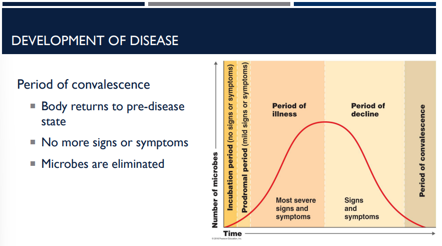 <p>Describe the period of convalescence in the development of disease.</p>