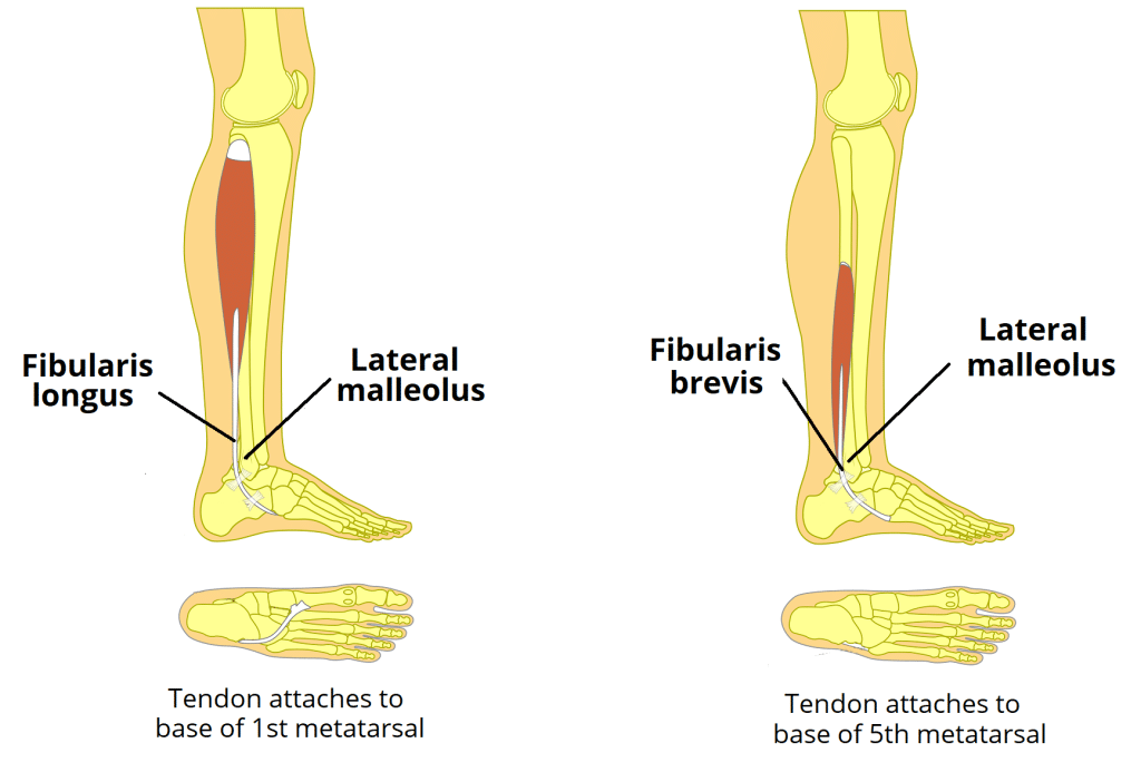 <p>Gastrocnemius, Soleus, Plantaris, Tibialis Posterior, Flexor Digitorum Longus, Flexor Hallucis Longus</p>