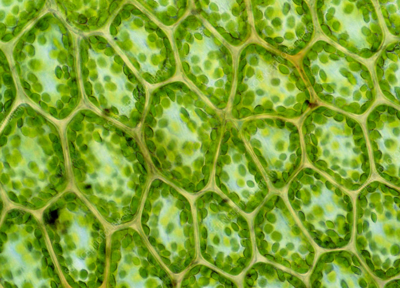 <p><strong>Chloroplast </strong></p>