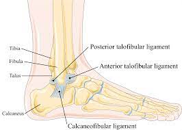 PTF, Tarsometatarsal, CF 