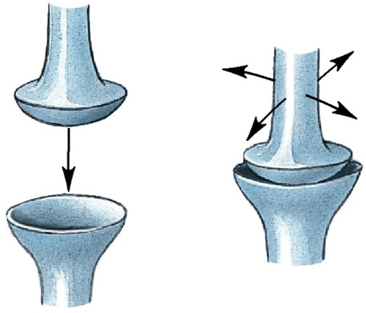 <p>Which type of synovial joint has:</p><ul><li><p>Oval articular face within a depression</p></li><li><p>Motion in 2 planes (biaxial)</p></li></ul><p></p>