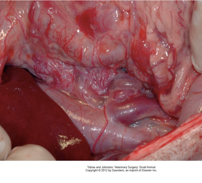 <p>- Extrahepatic: 2/3 of PSS, more common in small breeds</p><p>- Intrahepatic: More common in large breeds with a larger volume of portal blood being shunted resulting in more severe clinical signs</p>