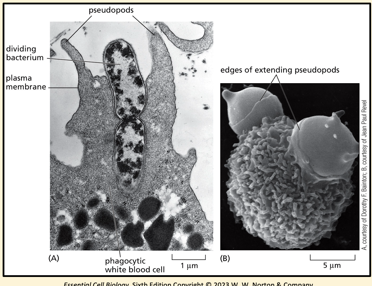 <p>Most extreme type of endocytosis is known as phagocytosis</p><p>Phagocytic cells such as neutrophils and macrophages defend us against infection by ingesting invading microorganisms </p><p>Phagocytic cells extend pseudopods (sheet-like projections of the plasma membrane) to engulf their target</p><p>Form a phagosome which then fuses with a lysosome, where the target is destroyed</p>