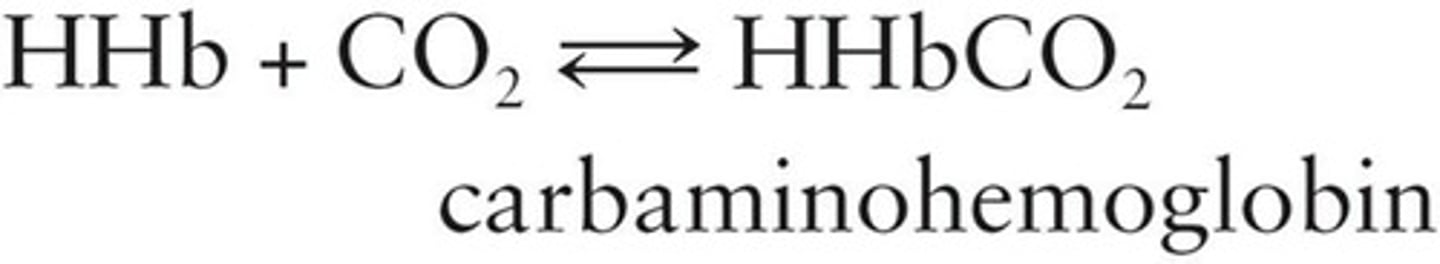 <p>Hemoglobin combined with carbon dioxide.</p>