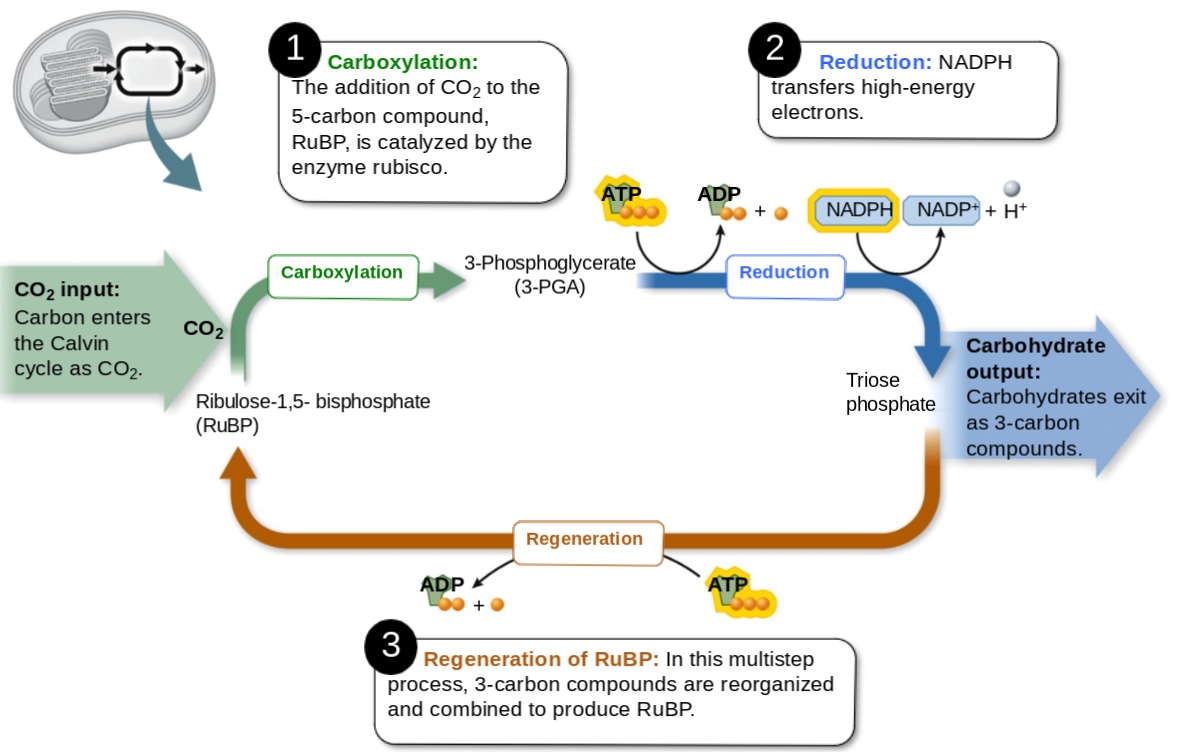 <p>CO2 + RuBP →(Rubisco) 1×3 PGA (3c) + 1 x glycolate (2c)</p><ul><li><p>ATP breaks the glycolate into 2 x CO2</p></li><li><p>normal Calvin</p><ul><li><p>CO2 (1c) + RuBP (3c) → 2×3 PGA = C3 photosynthesis = typical </p><ul><li><p>RuBP = ribulose 1,5 biphosphate</p></li><li><p>3 PGA = 3 phosphoglycerate</p></li><li><p>enzyme = rubisco (ribulose biphosphate carboxylase)</p></li></ul></li></ul></li></ul>