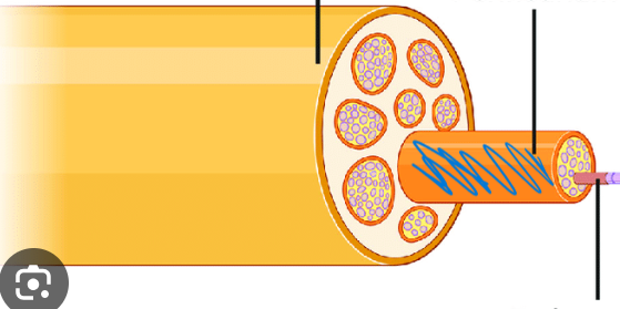 <p>dense connective tissues bundles groups of axons into fascicles</p>