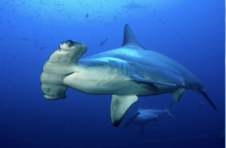<p>It’s a scalloped hammerhead!</p><ul><li><p>Anterior margin of head with median indentation, eye large, separate from nostril by distance equal to diameter of eye</p></li><li><p>Near ocean surface, sometimes in estuaries, can form aggregations</p></li><li><p>Viviparous</p></li><li><p>Diet: fish, squid, stingrays</p></li><li><p>Threats: harvest, bycatch</p></li><li><p><strong>IUCN status: Critically endangered</strong></p></li></ul><p></p>