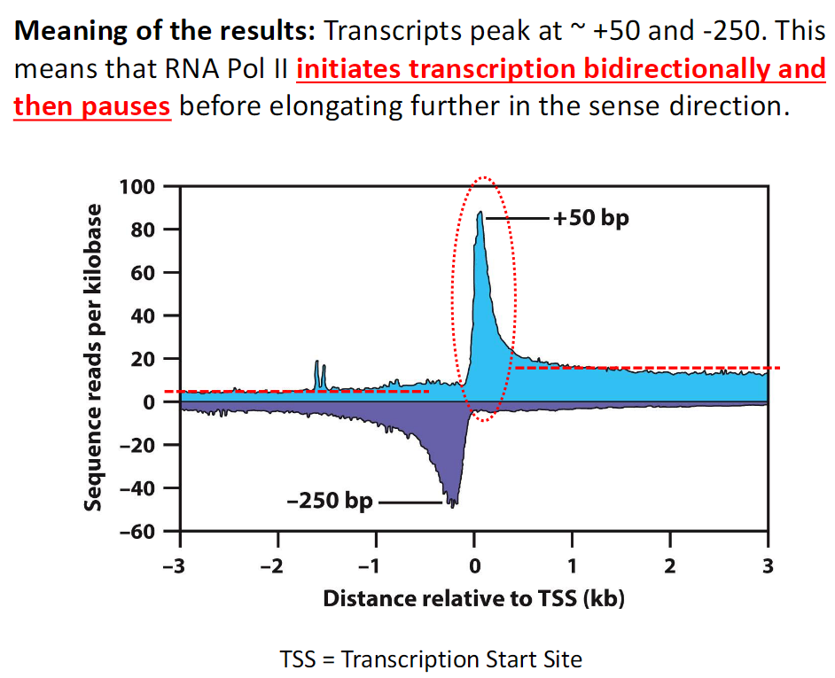 <p><strong>Transcript Peaks</strong><br> Transcripts peak at approximately +50 and −250</p><p><strong>Interpretation</strong><br> RNA Pol II initiates transcription in both directions<br> RNA Pol II then pauses before elongating further in the sense direction</p><p><strong>Key Term</strong><br> TSS means Transcription Start Site</p>