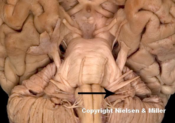 <p>what is indicated nerve</p>
