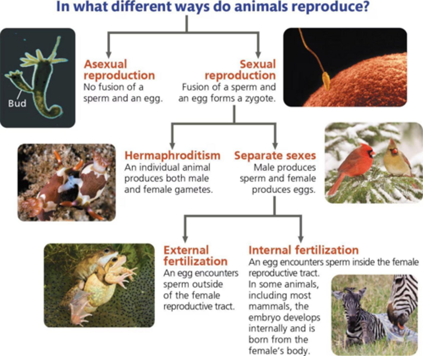 <p>A process involving the fusion of haploid gametes (eggs and sperm) to form a diploid cell (zygote).</p>