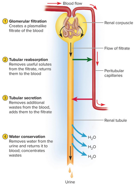 <p>Urine formation stages</p>