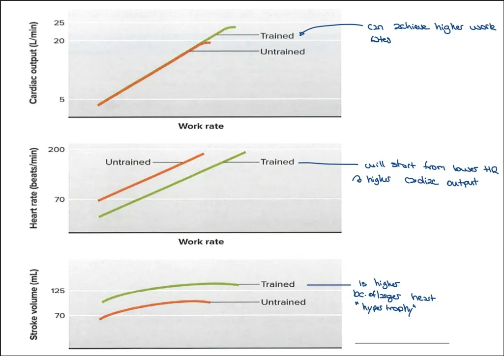 <ul><li><p>Cardiac output increases with work rate</p></li><li><p>Heart rate starts from a lower point</p></li><li><p>Stroke volume is higher due to hypertrophy</p></li></ul><p></p>