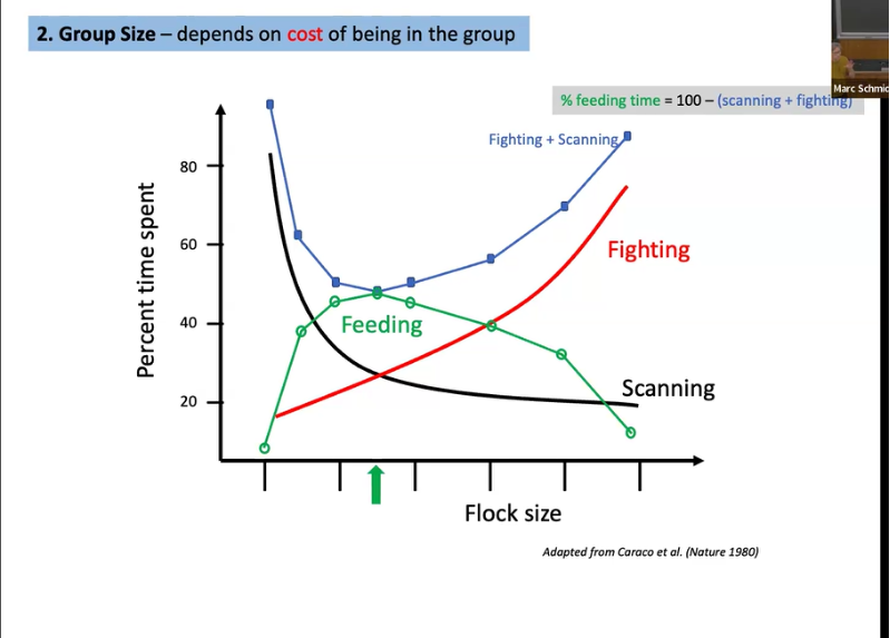 <ul><li><p><span style="background-color: transparent; font-family: "Short Stack", cursive;">Few birds in flock more birds have to scan&nbsp;</span></p></li><li><p><span style="background-color: transparent; font-family: "Short Stack", cursive;">More in group less have to scan&nbsp;</span></p></li><li><p><span style="background-color: transparent; font-family: "Short Stack", cursive;">Lowest dip in the fighting + scanning curve is the optimal amount&nbsp;</span></p><ul><li><p><span style="background-color: transparent; font-family: "Short Stack", cursive;">How to see how this graph would change?&nbsp;</span></p></li><li><p><span style="background-color: transparent; font-family: "Short Stack", cursive;">Can manipulate by&nbsp;</span></p><ul><li><p><span style="background-color: transparent; font-family: "Short Stack", cursive;">Increasing urge/drive to fight&nbsp;</span></p></li><li><p><span style="background-color: transparent; font-family: "Short Stack", cursive;">Increase number of predators, spend more time scanning and cause there to be a larger flock size&nbsp;</span></p></li></ul></li></ul></li></ul><p><br></p><p></p>