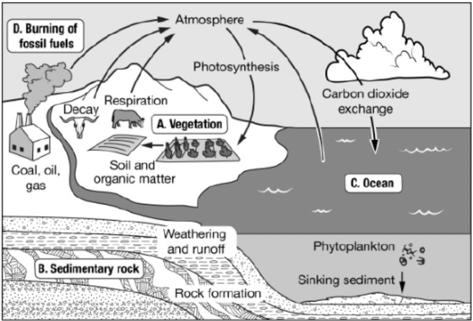 <p><span>Which box represents a carbon sink that holds carbon compounds for the shortest period of time?</span></p>