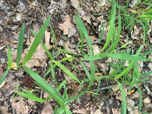 <p>Rough leaf sheath and blade edges, lowest node of panicle within one branch</p>