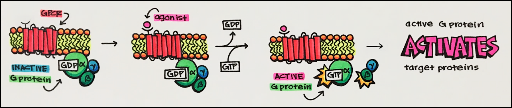 <ul><li><p>= GPLR</p></li><li><p>= “seven pass transmembrane receptors”</p><p></p></li><li><p>activatie G-proteine → activatie enzym / kanaal</p><ul><li><p>vb. geursignalen, lichtsignalen, ontstekings-signalen …</p></li></ul></li></ul><p></p>