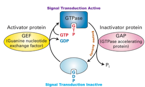 <p><span style="color: rgb(0, 0, 0);">I. Heterotrimeric (large) G proteins<br>(direct receptor interactions)<br>II. Monomeric (small) G proteins (indirect<br>receptor interactions) -tertiary structure only</span></p><ul><li><p>once does signal activity can no longer be a signaler</p></li><li><p>types of proteins GEF, GTPase</p></li><li><p>through own enzyme activity or through GAP can control enzyme activity</p></li><li><p>2 methods of control enzyme function</p></li></ul><p></p>