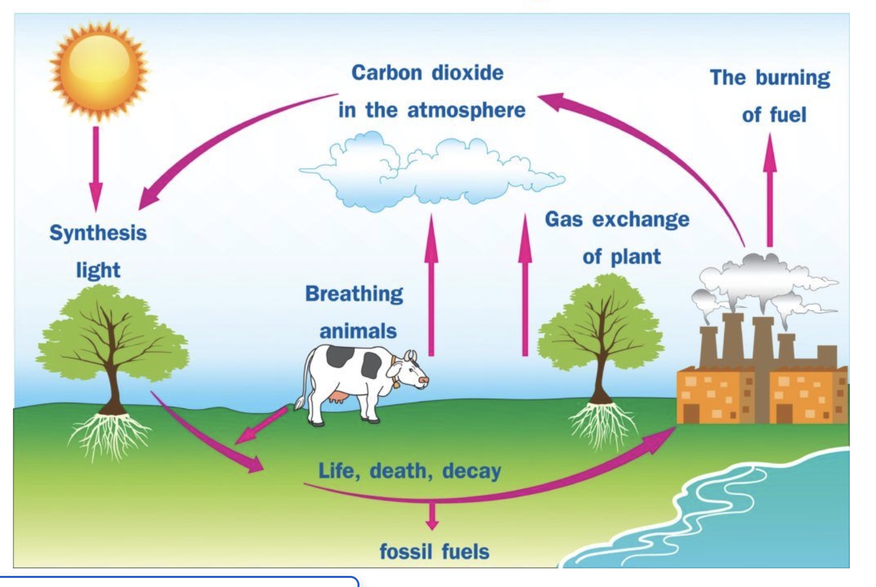 <p>synthesized by light, breathed in by organisms, decays into the ground and becomes fossil fuels or goes back into the atmosphere as carbon dioxide through cellular respiration</p>