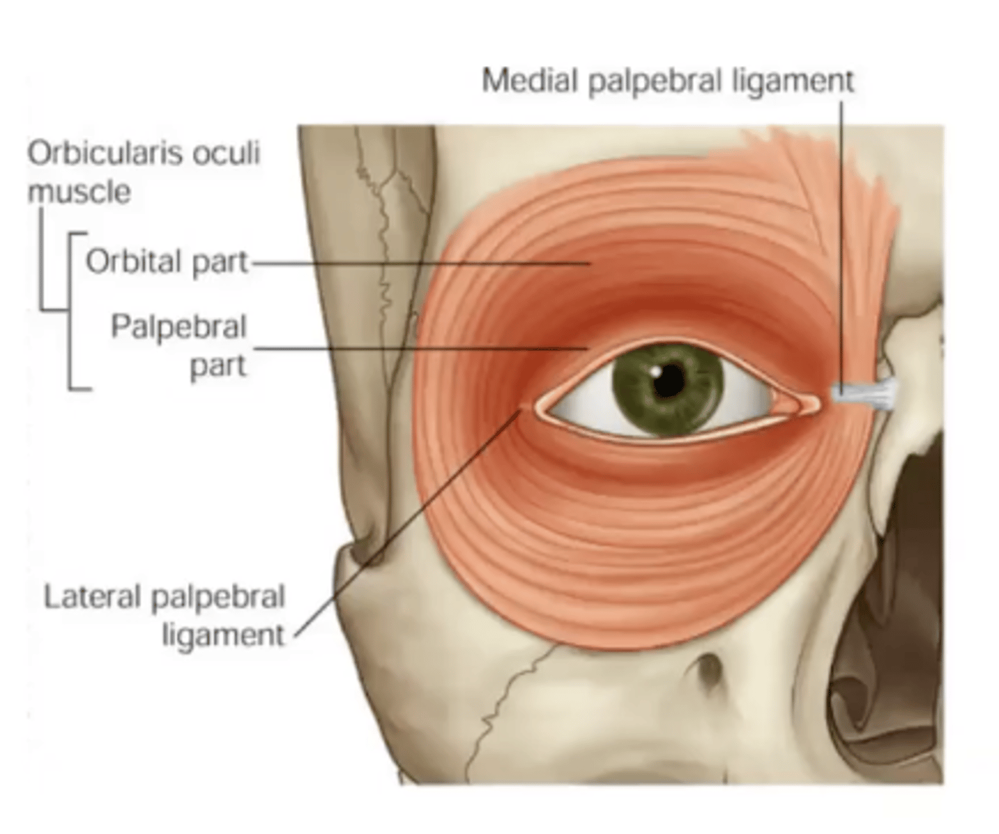 <p>orbicularis oculi</p><p>orbital part: strong eye closure</p><p>palpebral part: blinking</p><p>lacrimal part</p><p>ciliaris part</p>