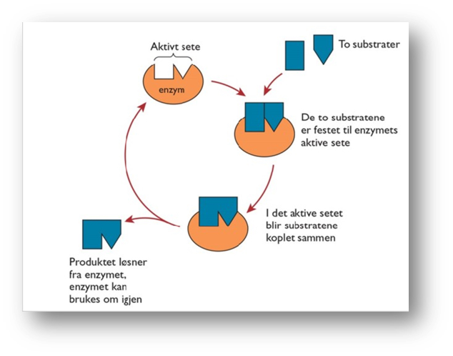 <p>Der substratene kan reagere å danne produkt(er). Det er bare bestemte stoffer – substratene – som kan «sette seg» i det aktive setet. Det aktive setet har plass for ett eller flere substrater som inngår i en kjemisk reaksjon. Vi sier at reaksjonene er enzymspesifikke. Når vi skal forklare dette begrepet, sammenlikner vi det gjerne med en nøkkel i en lås. Akkurat som det bare er en bestemt nøkkel som kan låse opp en bestemt dør, er det bare ett enzym som er spesialisert til å delta i en spesifikk reaksjon.</p><p class="MsoNormal">N</p>