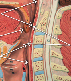 <p>bottom arrows coming from left&nbsp;</p>