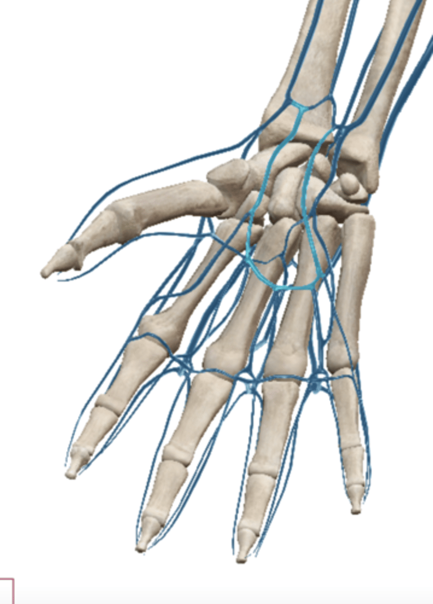 <p>Palm of hand - drains into cephalic and basilica veins</p>