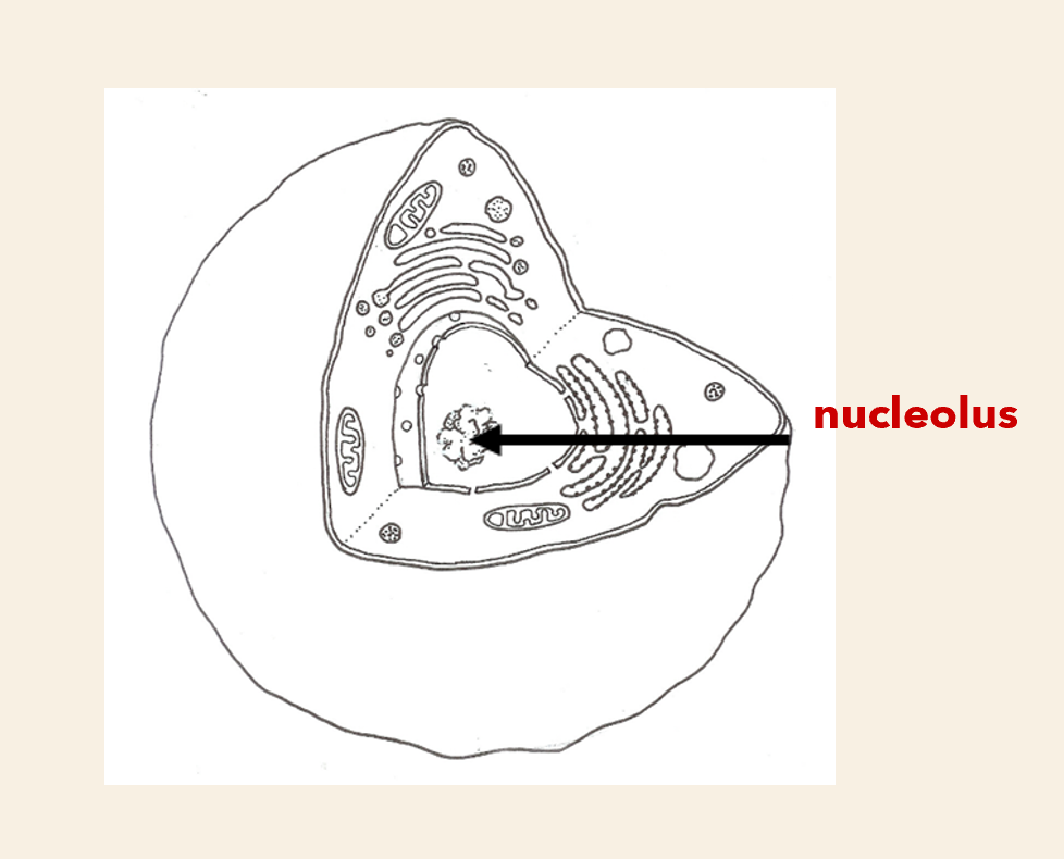 <p>Structure: </p><ul><li><p>small structure within the nucleus</p></li></ul><p>Function:</p><ul><li><p> contains genetic material mostly RNA</p></li></ul><p></p>