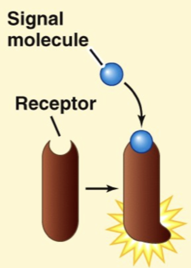 <p>Target Cells</p>