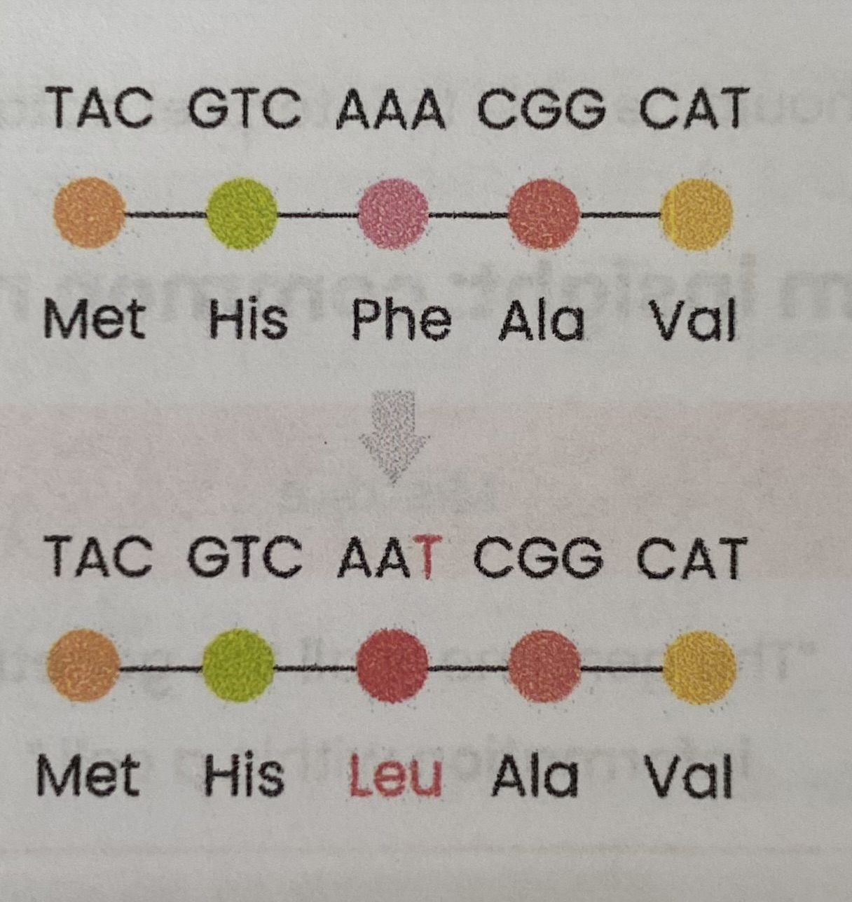 <ol><li><p>Base/ nucleotide in DNA <strong>replaced</strong> by a different base/ nucleotide</p></li><li><p>This changes <strong>one triplet</strong> so changes one <strong>mRNA codon</strong></p></li><li><p>so <strong>1 amino acid </strong>in polypeptide changes </p><ul><li><p><strong>tertiary</strong> structure may change if <strong>position</strong> of hydrogen/ ionic/ disulphide bonds change</p><p><strong>OR </strong>amino acid <strong>doesn’t </strong>change </p></li><li><p>due to <strong>degenerate</strong> nature of genetic code (triplet could code for same amino acid) <strong>OR</strong> if mutation is in an <strong>intron </strong></p></li></ul></li></ol><p></p>