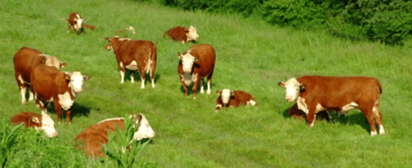 <p>Pros:</p><p>-Cow goes onto good quality grass at lactation (cheap feed)</p><p>-Good conception rates</p><p>Cons:</p><p>-Cow is heavily pregnant over winter (higher feed cost)</p><p>-Calf is weaned at autumn where no grass available (can have compensatory growth later though)</p><p>-Supervision more difficult if calving outside</p><p>-Can't predict when spring starts</p>