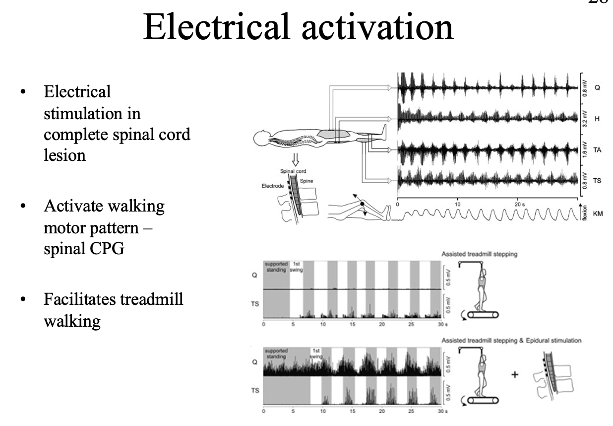 <p><strong>Electrical stimulation:</strong></p><ul><li><p>stimulation to substitude for descending inputs</p></li><li><p>BUT→ to generate actual locomotion <strong>some connection</strong> to the brain is needed</p></li></ul><p></p>