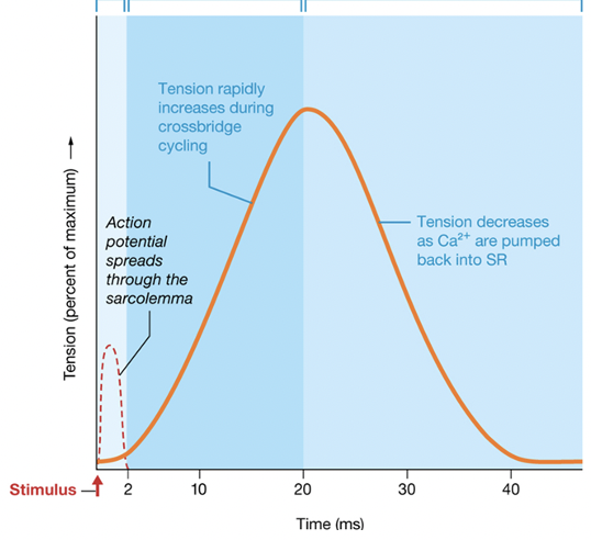 Label the three periods from left to right: 
- Relaxation
- Latent
- Contraction