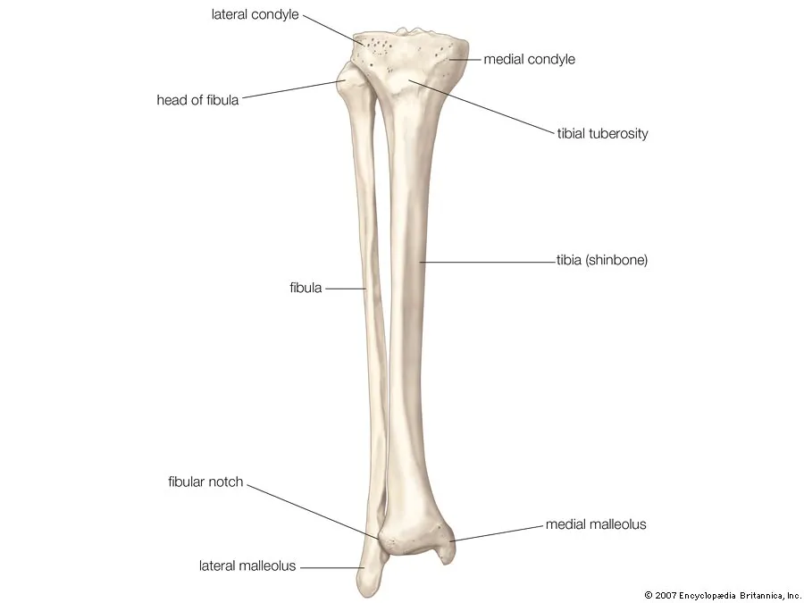 <p>front</p><ul><li><p>medial malleolus = distal end of the tibia</p></li><li><p>tibial tuberosity- an elevation on the proximal, anterior aspect of the tibia, just below where the anterior surfaces of the lateral and medial tibial condyles end</p></li><li><p>medial condyle- the inner part of the upper expanded section of the tibia</p></li><li><p>lateral condyle- a condyle on the outer side </p></li></ul>