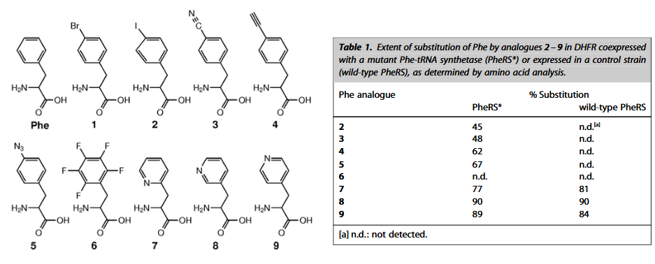 <p>alter the AA binding pocket to accommodate a slightly different AA</p><p>phenylalanyl tRNA-synthetase</p>