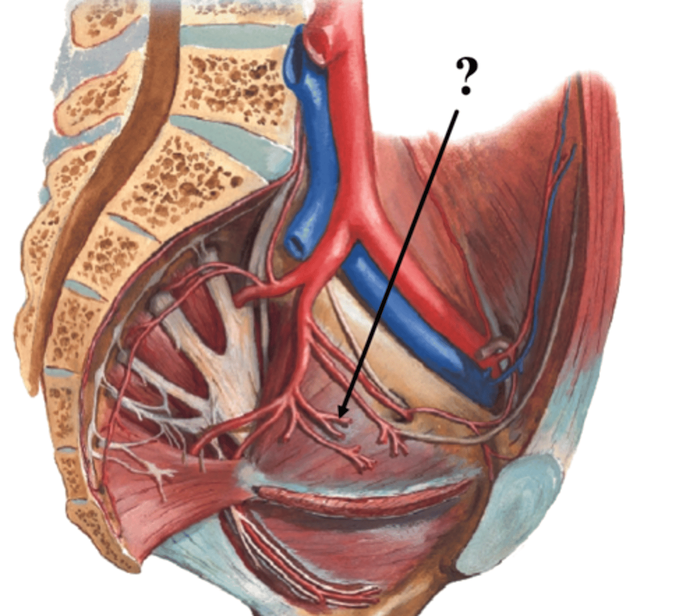 <p>What is the Uterine artery (F) of the anterior division of the pelvis supply? (3)</p>